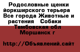 Родословные щенки йоркширского терьера - Все города Животные и растения » Собаки   . Тамбовская обл.,Моршанск г.